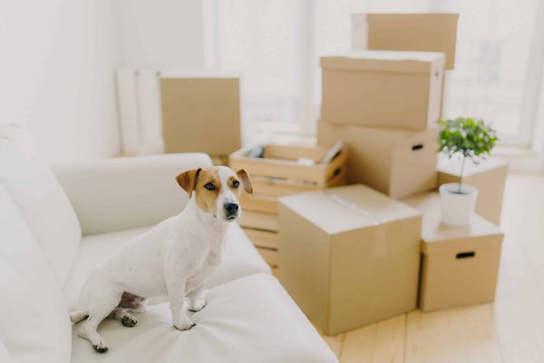 Comment concevoir un menu de plats réconfortants pour un diner américain authentique ?